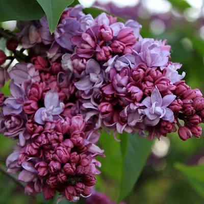 Сирень П.П.КОНЧАЛОВСКИЙ  Сирень П.П.КОНЧАЛОВСКИЙ в Орле