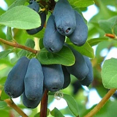 Жимолость съедобная ЮГАНА  Жимолость съедобная ЮГАНА в Орле