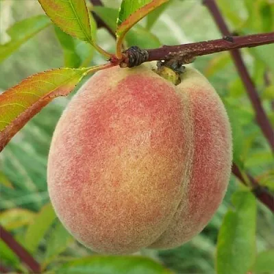 Персик ЕЛГАВСКИЙ  Персик ЕЛГАВСКИЙ в Орле