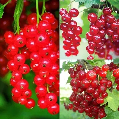 Комплект КРАСНЫЙ УРОЖАЙ в Орле