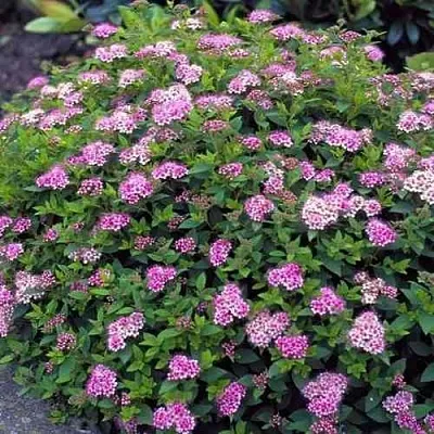 Спирея ЛИТЛ ПРИНЦЕСС японская  Спирея ЛИТЛ ПРИНЦЕСС японская в Орле