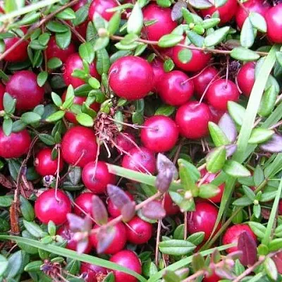 Клюква ПИЛИГРИМ  Клюква ПИЛИГРИМ в Орле