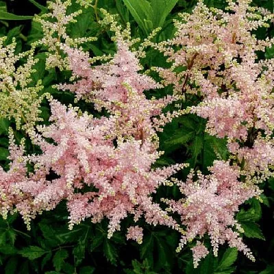 Астильба СЕСТРА ТЕРЕЗА Арендса  Астильба СЕСТРА ТЕРЕЗА Арендса в Орле