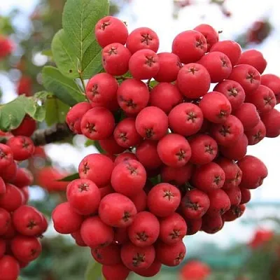 Рябина АЛАЯ КРУПНАЯ сладкоплодная  Рябина АЛАЯ КРУПНАЯ сладкоплодная в Орле