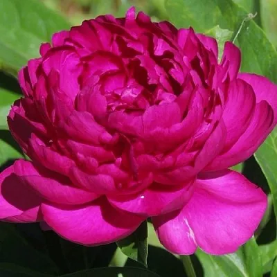 Пион БАРХАТ НОЧИ травянистый  Пион БАРХАТ НОЧИ травянистый в Орле