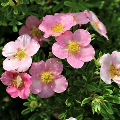 Лапчатка ЛАВЛИ ПИНК кустарниковая  Лапчатка ЛАВЛИ ПИНК кустарниковая в Орле