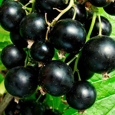 Чёрная  Чёрная в Орле