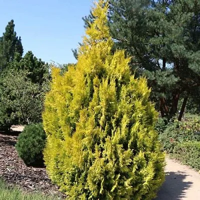 Туя СТОУНХАМ ГОЛД складчатая  Туя СТОУНХАМ ГОЛД складчатая в Орле