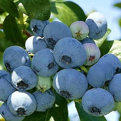 Голубика НУИ в Орле