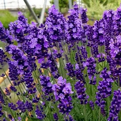 Лаванда ХИДКОТ БЛЮ узколистная  Лаванда ХИДКОТ БЛЮ узколистная в Орле