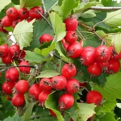 Боярышник СВАЯК  Боярышник СВАЯК в Орле