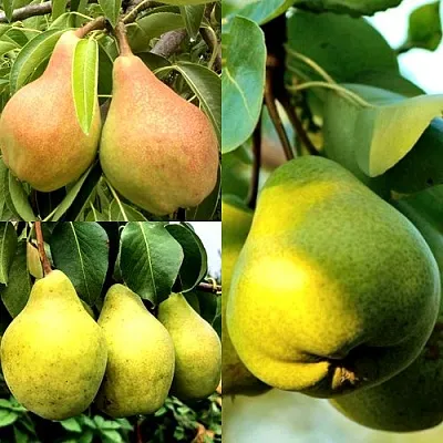 Комплект НАСТОЯЩИЙ ВОСТОРГ в Орле