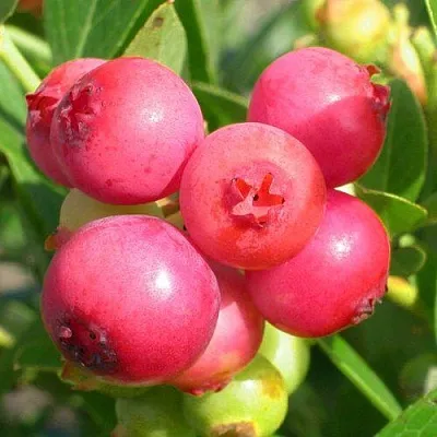 Голубика ПИНК ЛИМОНАД в Орле