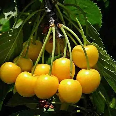 Черешня ЧЕРМАШНАЯ  Черешня ЧЕРМАШНАЯ в Орле