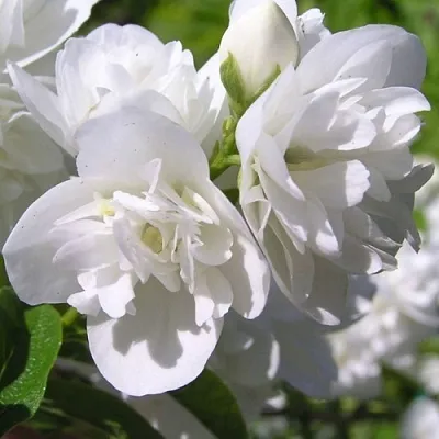 Жасмин ЖИРАНДОЛЬ  Жасмин ЖИРАНДОЛЬ в Орле