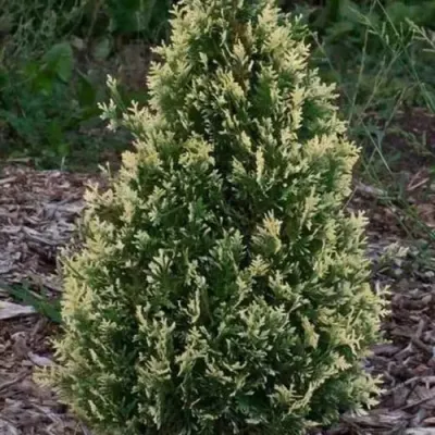 Туя БРАБАНТ ВАРИЕГАТТА западная — описание сорта Туя БРАБАНТ ВАРИЕГАТТА западная в Орле