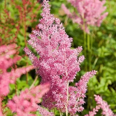 Астильба РЕЙНЛЕНД японская  Астильба РЕЙНЛЕНД японская в Орле