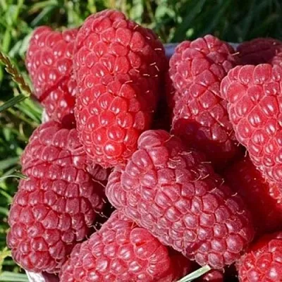 Малина САМОСВАЛ в Орле