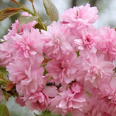 Сакура РОЗЕА ПЛЕНА в Орле