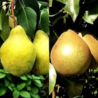 Комплект ДУЭТ в Орле