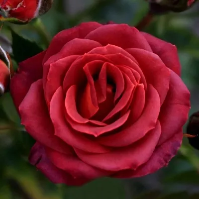 Саженцы роз ЧОКОЧИНО спрей  Саженцы роз ЧОКОЧИНО спрей в Орле