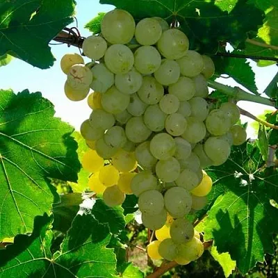 Виноград КИШМИШ МУСКАТНЫЙ  Виноград КИШМИШ МУСКАТНЫЙ в Орле