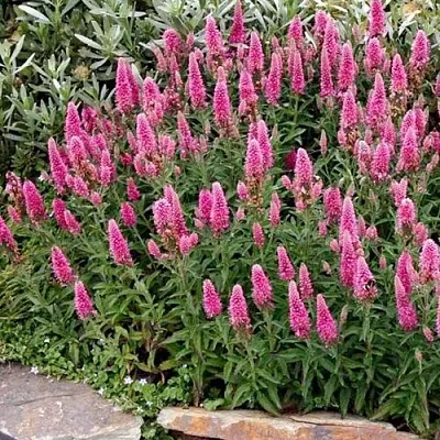 Вероника РОЗЕА колосковая  Вероника РОЗЕА колосковая в Орле