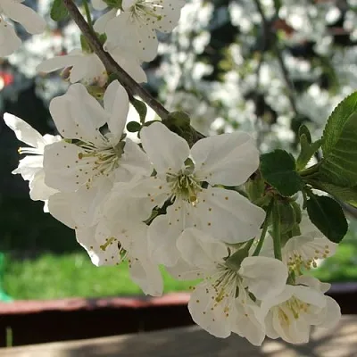 Вишня УМБРАКУЛИФЕРА  Вишня УМБРАКУЛИФЕРА в Орле