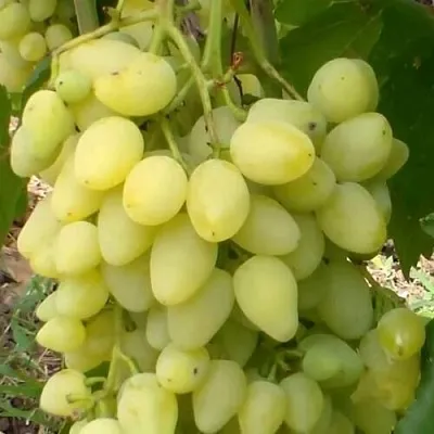 Виноград ЗАРНИЦА  Виноград ЗАРНИЦА в Орле