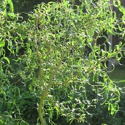 Ива МАТСУДАНА  Ива МАТСУДАНА в Орле