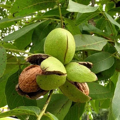 Грецкий орех  Грецкий орех в Орле