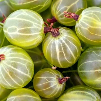 Крыжовник   Крыжовник  в Орле