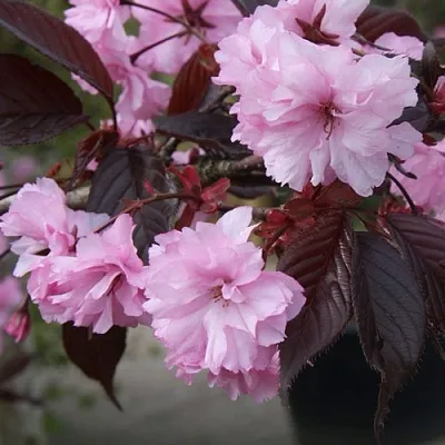 Сакура РОЯЛ БУРГУНДИ в Орле