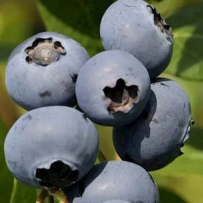 Голубика ЧАНДЛЕР в Орле