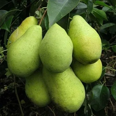 Груша ФЕВРАЛЬСКИЙ СУВЕНИР  Груша ФЕВРАЛЬСКИЙ СУВЕНИР в Орле