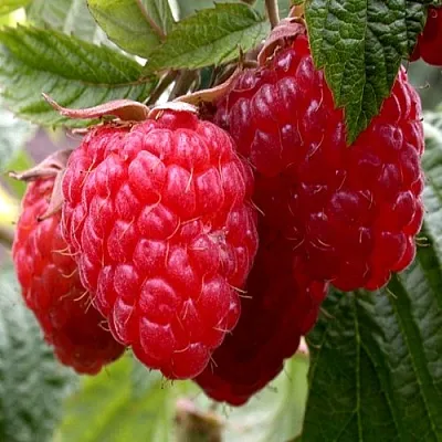 Малина КВЕЛЛИ в Орле