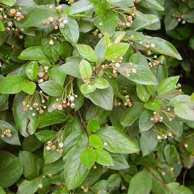 Кизильник блестящий в Орле