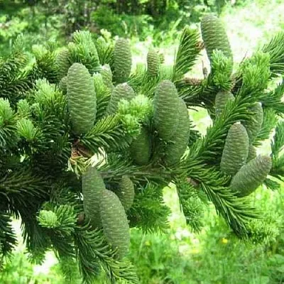 Пихта белая  Пихта белая в Орле