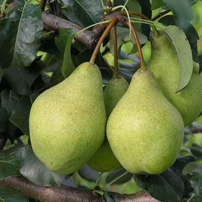 Груша ОРЛОВСКАЯ ЛЕТНЯЯ  Груша ОРЛОВСКАЯ ЛЕТНЯЯ в Орле