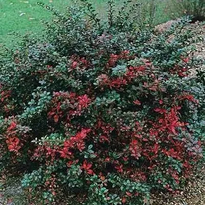 Барбарис РЕД ДЖЕВЕЛ средний   Барбарис РЕД ДЖЕВЕЛ средний  в Орле