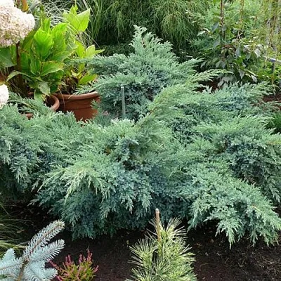 Можжевельник БЛЮ ШВЕД (СВИД) чешуйчатый  Можжевельник БЛЮ ШВЕД (СВИД) чешуйчатый в Орле