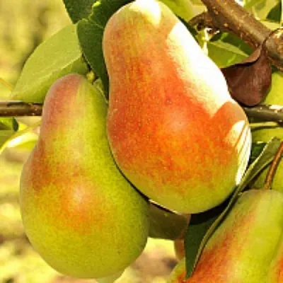 Груша РУССКАЯ КРАСАВИЦА (КРАСАВИЦА ЧЕРНЕНКО)  Груша РУССКАЯ КРАСАВИЦА (КРАСАВИЦА ЧЕРНЕНКО) в Орле