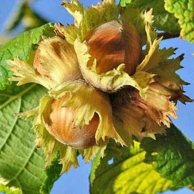 Фундук ТОНДА РОМАНА  Фундук ТОНДА РОМАНА в Орле