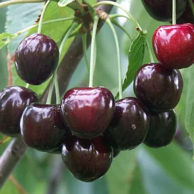 Черешня ЛЮБИМИЦА АСТАХОВА  Черешня ЛЮБИМИЦА АСТАХОВА в Орле