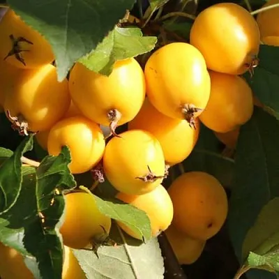 Яблоня ГОЛДЕН ХОРНЕТ декоративная  Яблоня ГОЛДЕН ХОРНЕТ декоративная в Орле