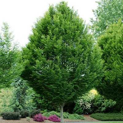 Граб  Граб в Орле