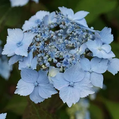Гортензия БЛЮ ДЕКЛ пильчатая  Гортензия БЛЮ ДЕКЛ пильчатая в Орле