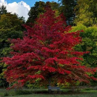 Дуб болотный  Дуб болотный в Орле