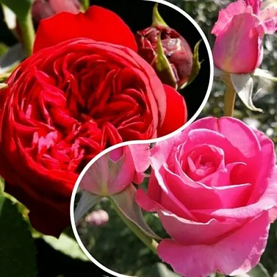 Комплект РОМАНТИЧЕСКИЙ БУКЕТ в Орле