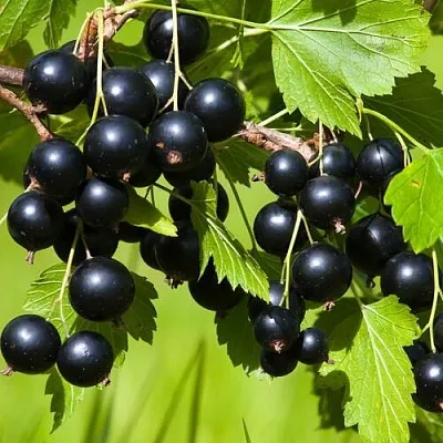 Смородина чёрная БЕЛОРУССКАЯ СЛАДКАЯ в Орле